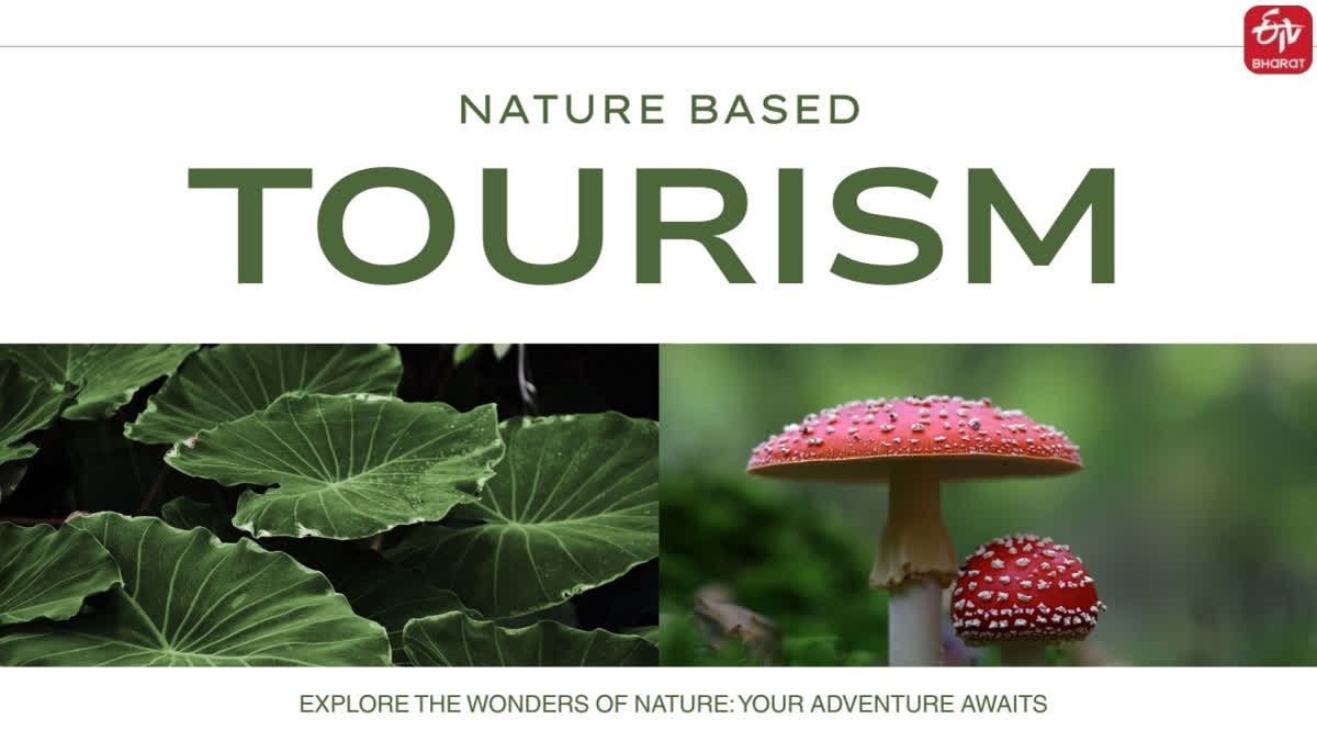 Visual Explainer: Nature-Based Tourism Goes Beyond Sightseeing To Greener Pastures