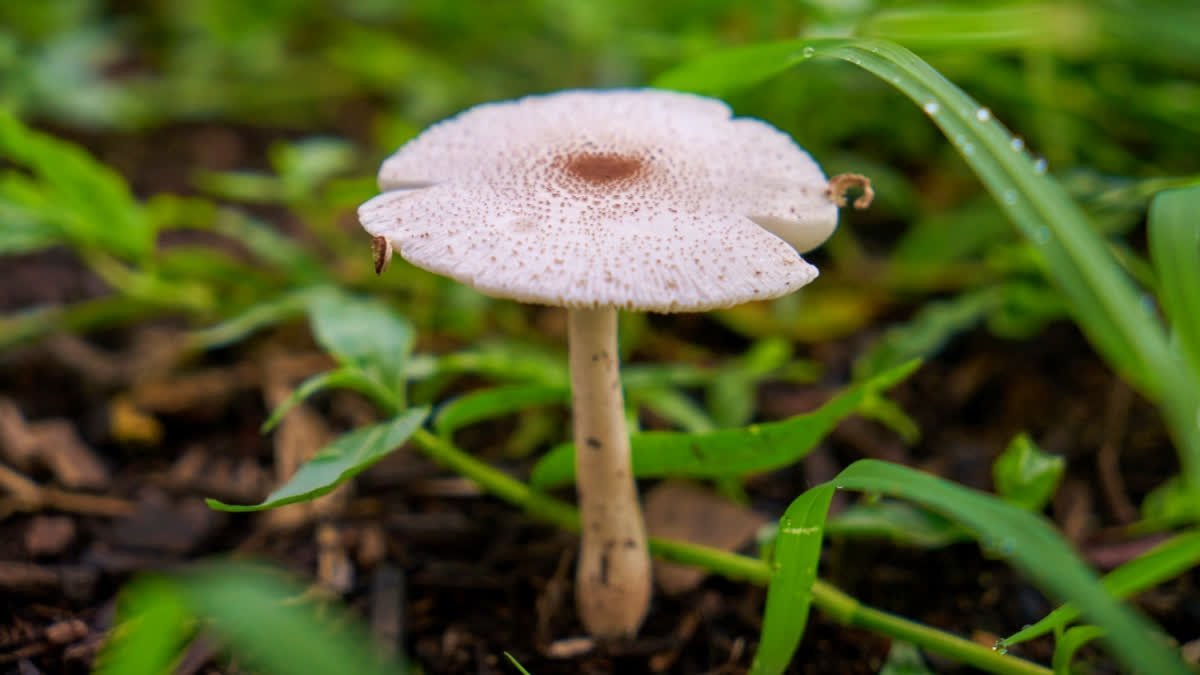 Unearthing New Cancer Treatments From Fungi, Gene Editing Tool Built Specifically For It