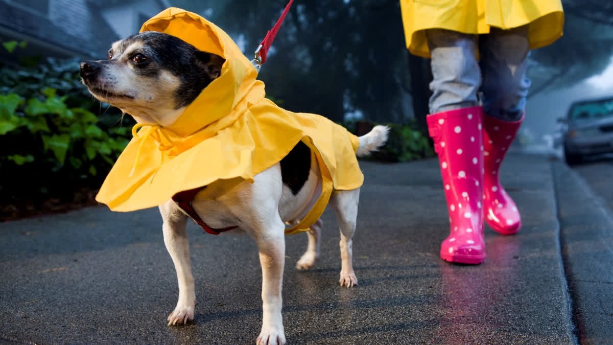 Vet Explains Monsoon Mistakes That Could Make Your Pet Sick