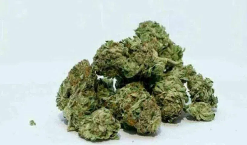 Former University of Hyderabad student held with ganja on campus